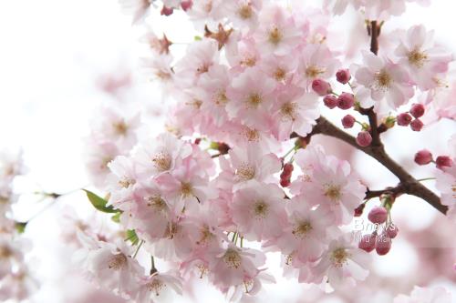 Mùa Xuân nước Anh đẹp dung dị