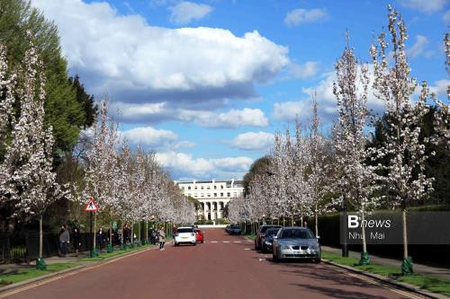 Mùa Xuân nước Anh đẹp dung dị