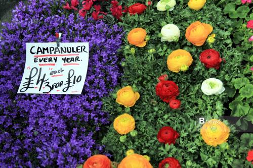 Mùa Xuân nước Anh đẹp dung dị