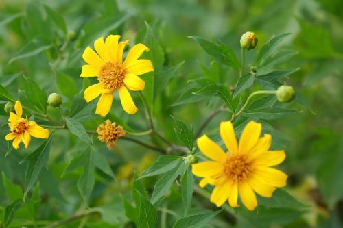 Lạc lối giữa sắc vàng hoa dã quỳ ngay tại Thủ đô Hà Nội