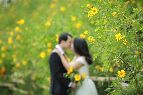 Lạc lối giữa sắc vàng hoa dã quỳ ngay tại Thủ đô Hà Nội