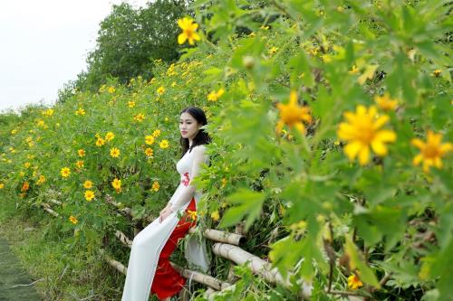 Lạc lối giữa sắc vàng hoa dã quỳ ngay tại Thủ đô Hà Nội