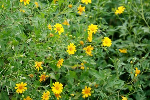 Lạc lối giữa sắc vàng hoa dã quỳ ngay tại Thủ đô Hà Nội