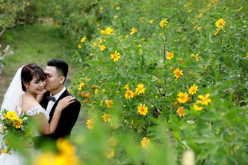 Lạc lối giữa sắc vàng hoa dã quỳ ngay tại Thủ đô Hà Nội