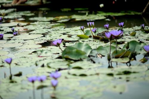 Lạc lối giữa sắc vàng hoa dã quỳ ngay tại Thủ đô Hà Nội