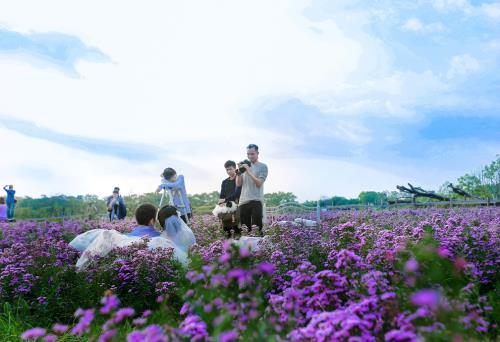 Lạc lối giữa sắc vàng hoa dã quỳ ngay tại Thủ đô Hà Nội