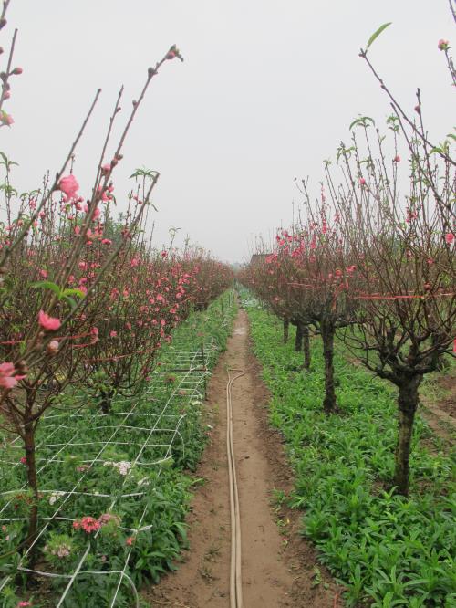 Đào Nhật Tân khoe sắc ngày mưa