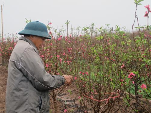Đào Nhật Tân khoe sắc ngày mưa