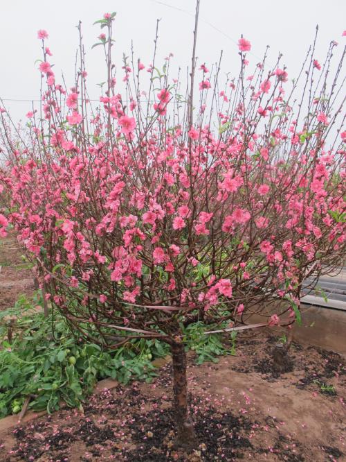 Đào Nhật Tân khoe sắc ngày mưa