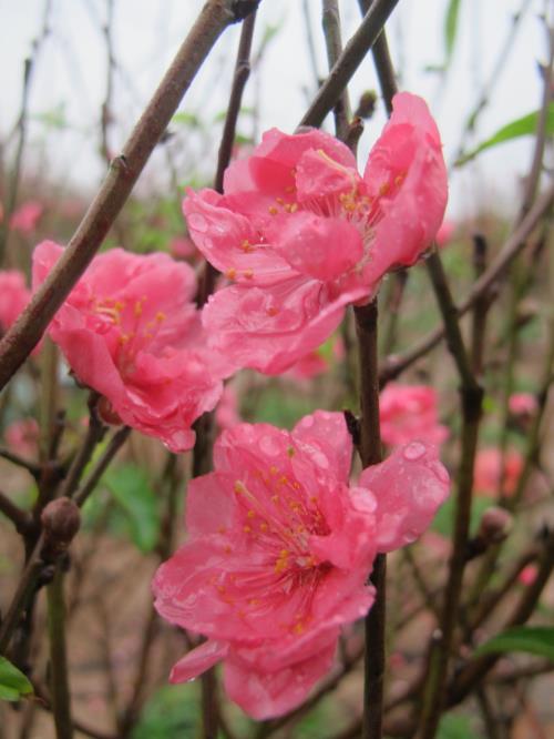 Đào Nhật Tân khoe sắc ngày mưa