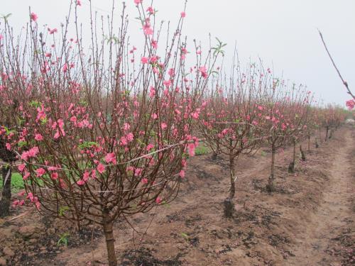 Đào Nhật Tân khoe sắc ngày mưa