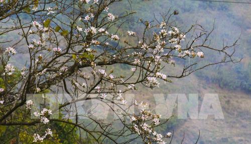 Sắc trắng hoa Ban giữa núi rừng Tây Bắc