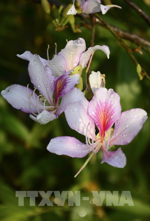 Sắc trắng hoa Ban giữa núi rừng Tây Bắc