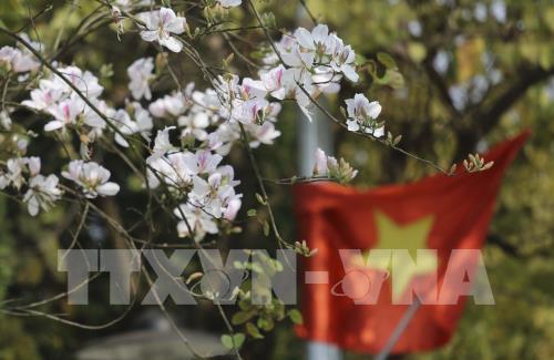 Sắc trắng hoa Ban giữa núi rừng Tây Bắc