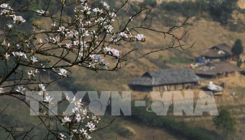 Sắc trắng hoa Ban giữa núi rừng Tây Bắc