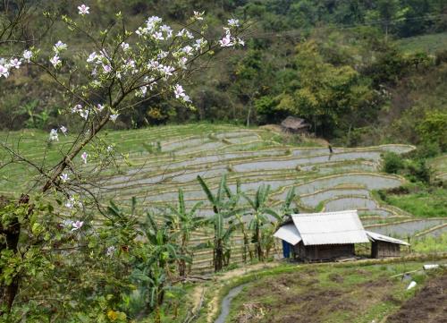 Sắc trắng hoa Ban giữa núi rừng Tây Bắc