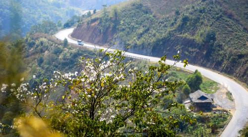 Sắc trắng hoa Ban giữa núi rừng Tây Bắc