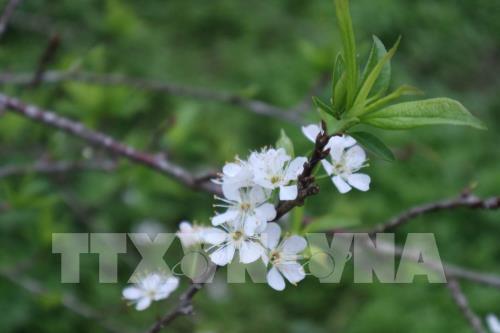 Mê đắm vẻ đẹp tinh khôi của hoa mận phủ trắng cao nguyên Bắc Hà