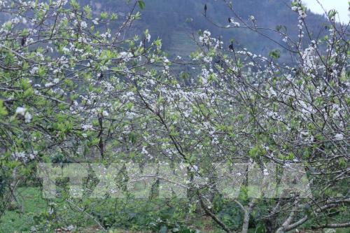 Mê đắm vẻ đẹp tinh khôi của hoa mận phủ trắng cao nguyên Bắc Hà