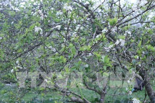 Mê đắm vẻ đẹp tinh khôi của hoa mận phủ trắng cao nguyên Bắc Hà