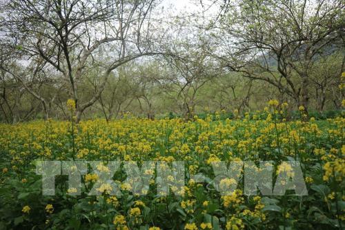 Mê đắm vẻ đẹp tinh khôi của hoa mận phủ trắng cao nguyên Bắc Hà