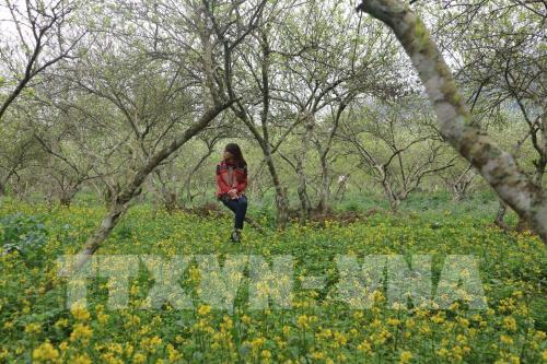 Mê đắm vẻ đẹp tinh khôi của hoa mận phủ trắng cao nguyên Bắc Hà