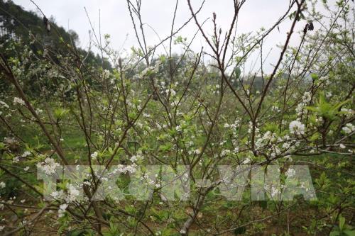 Mê đắm vẻ đẹp tinh khôi của hoa mận phủ trắng cao nguyên Bắc Hà