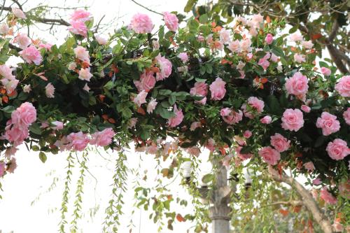  Lễ hội hoa hồng Bulgaria: Hơn 300 loại hồng khoe sắc