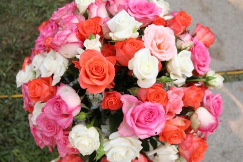  Lễ hội hoa hồng Bulgaria: Hơn 300 loại hồng khoe sắc