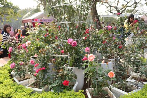  Lễ hội hoa hồng Bulgaria: Hơn 300 loại hồng khoe sắc
