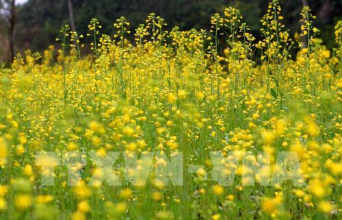 Mùa vàng ở Mù Cang Chải