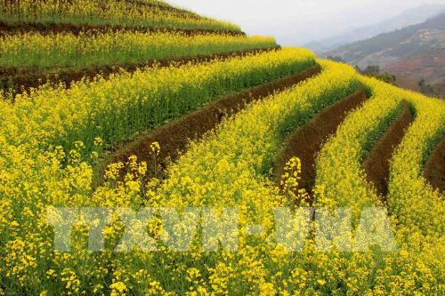 Mùa vàng ở Mù Cang Chải