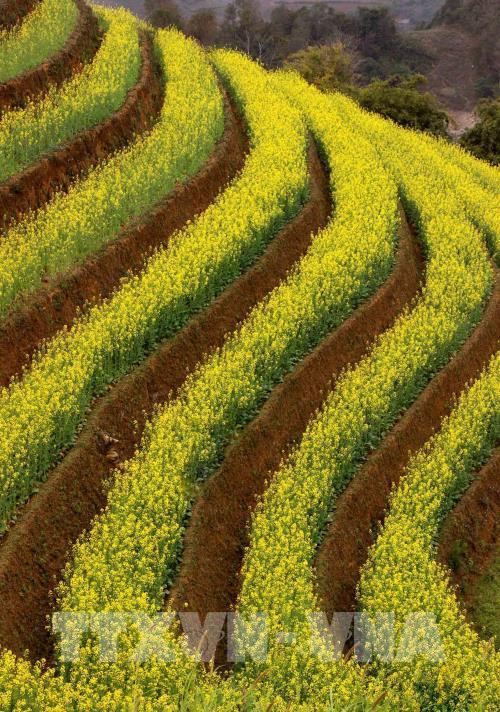 Mùa vàng ở Mù Cang Chải