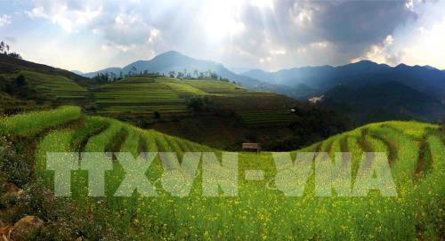 Mùa vàng ở Mù Cang Chải