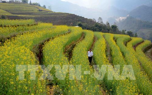 Mùa vàng ở Mù Cang Chải