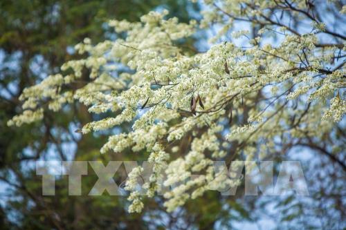 Đẹp tinh khôi mùa hoa sưa Hà Nội