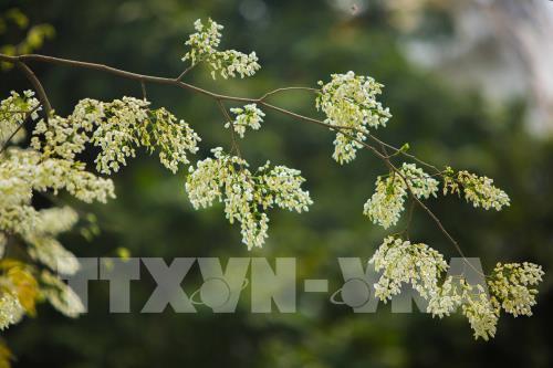 Đẹp tinh khôi mùa hoa sưa Hà Nội