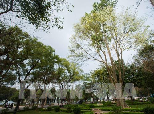 Đẹp tinh khôi mùa hoa sưa Hà Nội