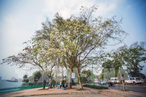 Đẹp tinh khôi mùa hoa sưa Hà Nội