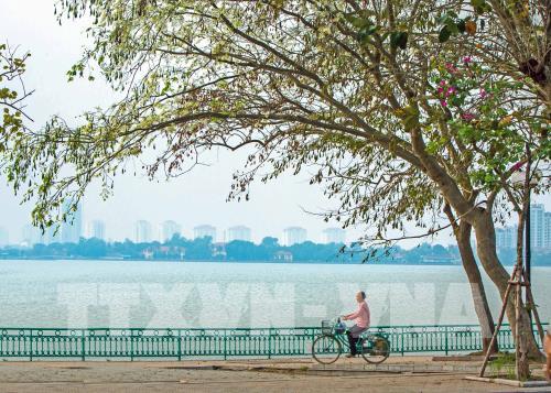 Đẹp tinh khôi mùa hoa sưa Hà Nội