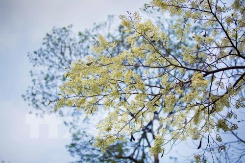 Đẹp tinh khôi mùa hoa sưa Hà Nội