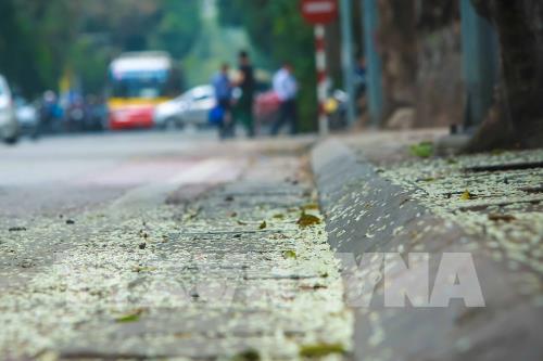 Đẹp tinh khôi mùa hoa sưa Hà Nội