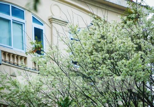 Đẹp tinh khôi mùa hoa sưa Hà Nội