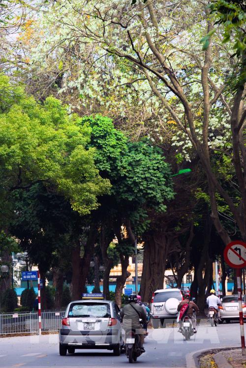 Đẹp tinh khôi mùa hoa sưa Hà Nội