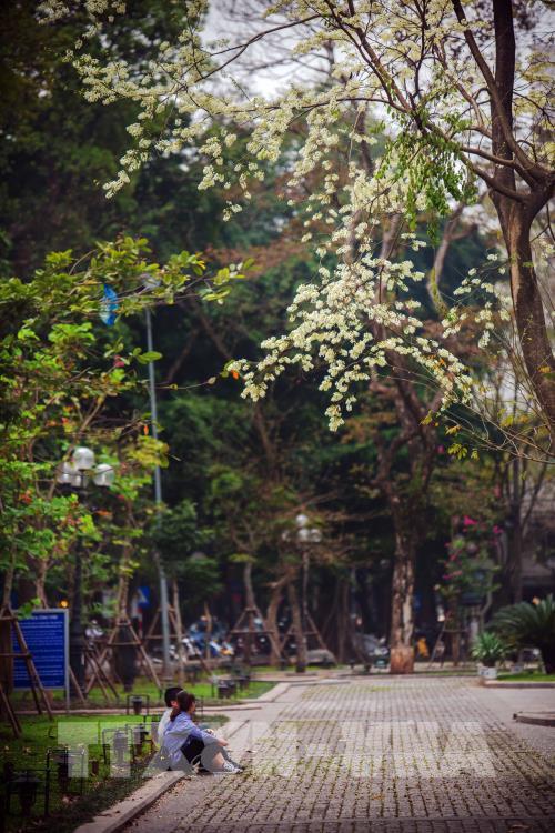 Đẹp tinh khôi mùa hoa sưa Hà Nội