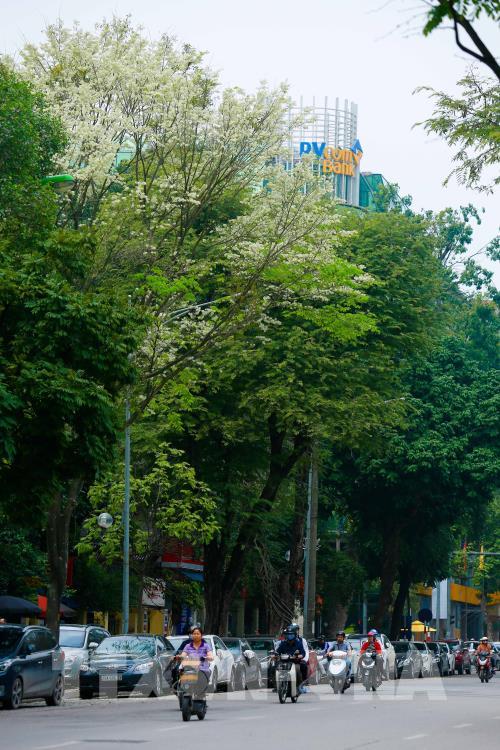 Đẹp tinh khôi mùa hoa sưa Hà Nội