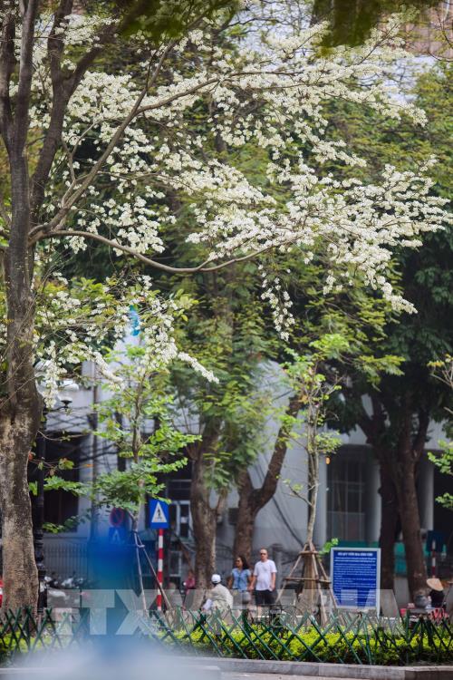 Đẹp tinh khôi mùa hoa sưa Hà Nội