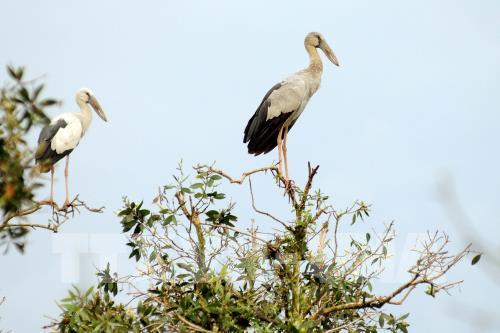  Vườn quốc gia Tràm Chim hấp dẫn du khách