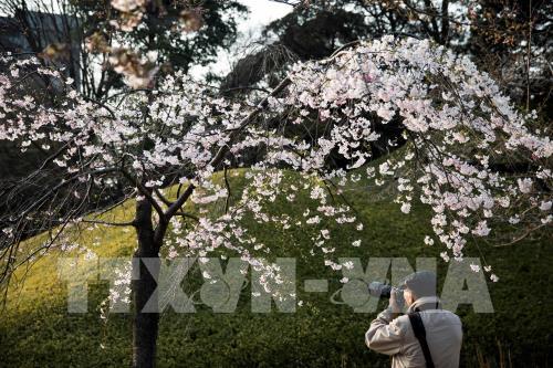 Choáng ngợp với vẻ đẹp Nhật Bản mùa hoa anh đào nở rộ