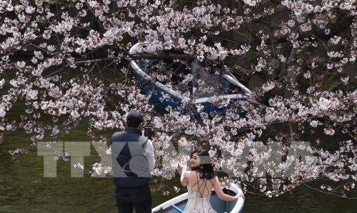 Choáng ngợp với vẻ đẹp Nhật Bản mùa hoa anh đào nở rộ
